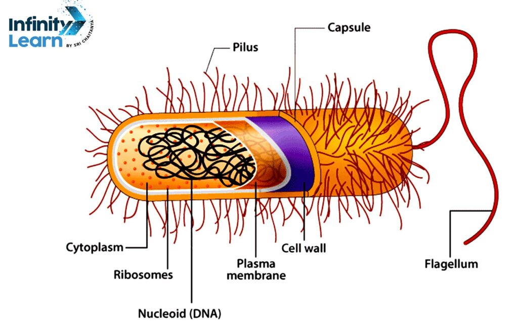 Bacteria diagram