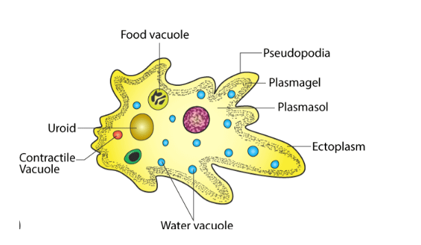 Pseudopodia Diagram