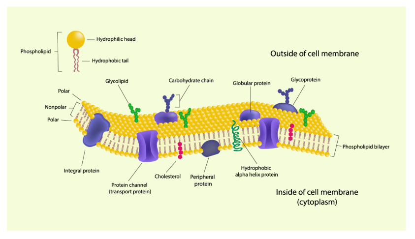 Structure of Cell Membrane