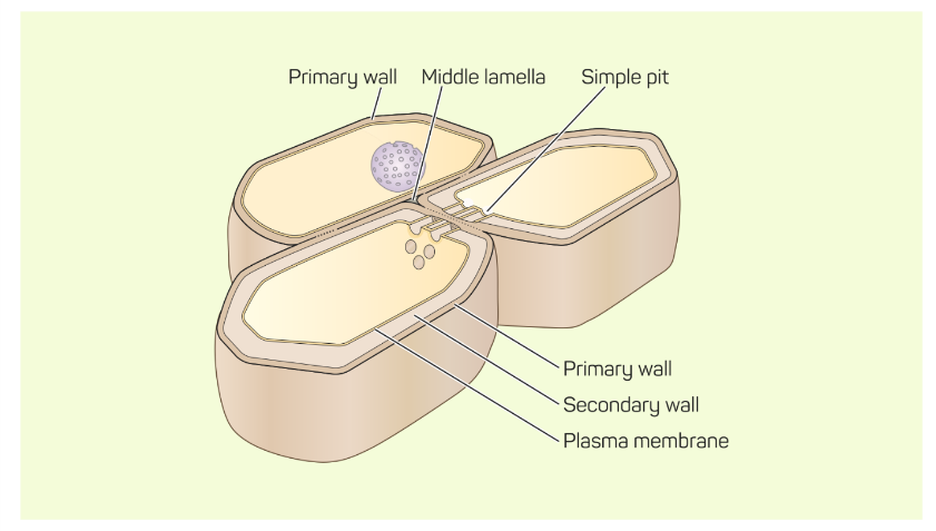 Structure of Cell Wall