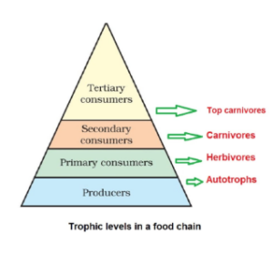 Trophic Level Definition Examples, And Trophic Level Diagram