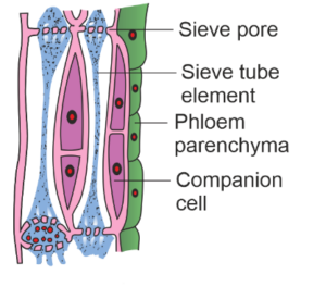 Difference Between Xylem and Phloem: Structure, Funtions & Components