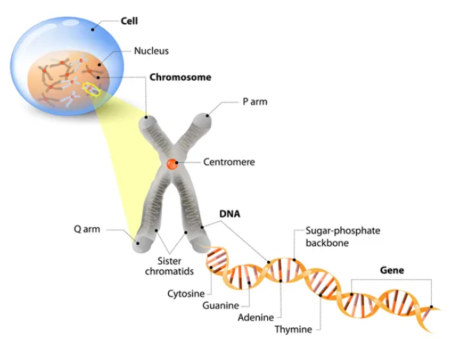 gene structure