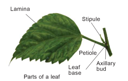 leaves morphology