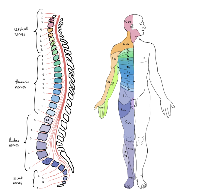 spinal chord