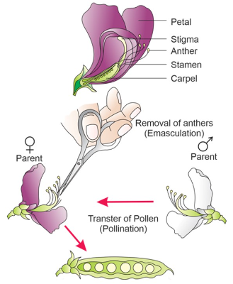 Artificial Pollination