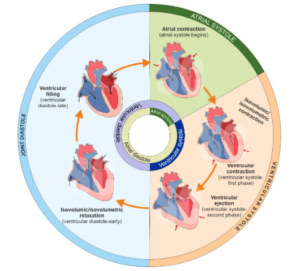 Cardiac Cycle : Atrial Systole, Ventricular Systole & Cardiac Output ...