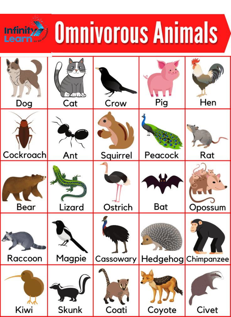 Omnivorous Animals Name List