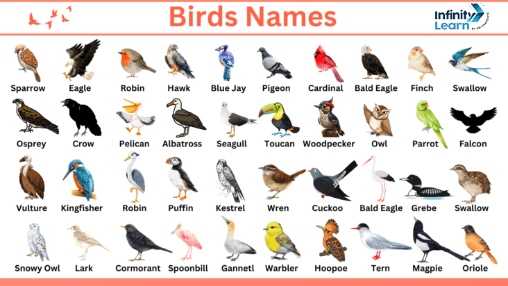 Birds name