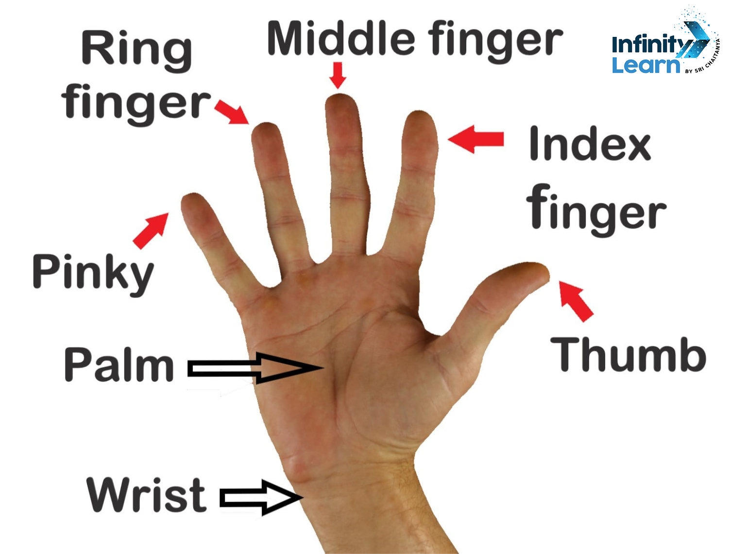Learning Center - Hand Vocabulary! | Facebook