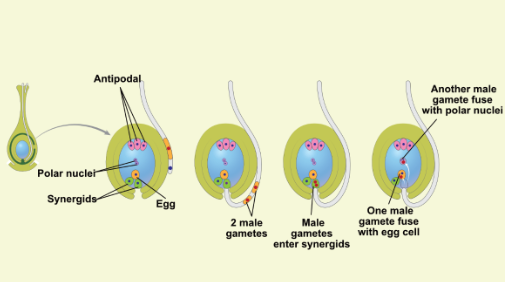 Double Fertilisation in Angiosperms