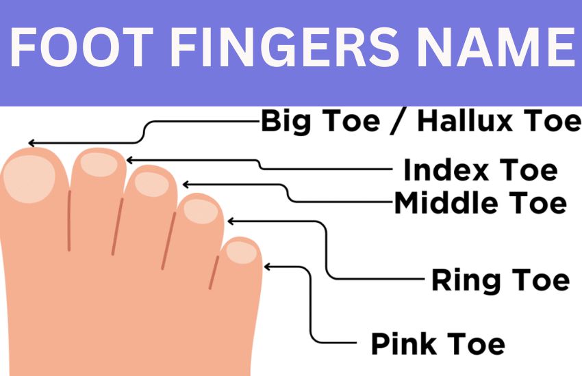 foot fingers name