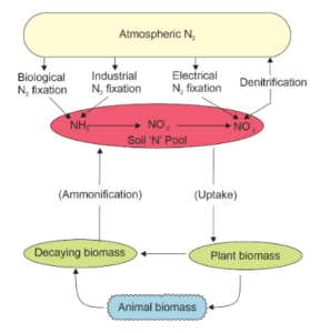 Biogeochemical Cycles : Definition & Various types of Biogeochemical Cycles