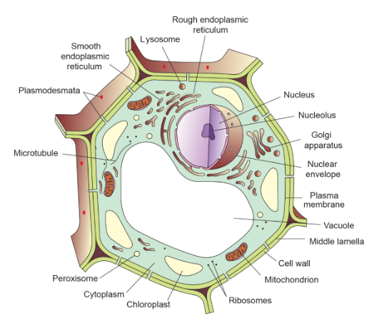 plant cell nucleus