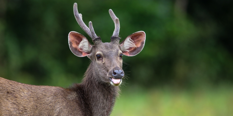 Sambar deer