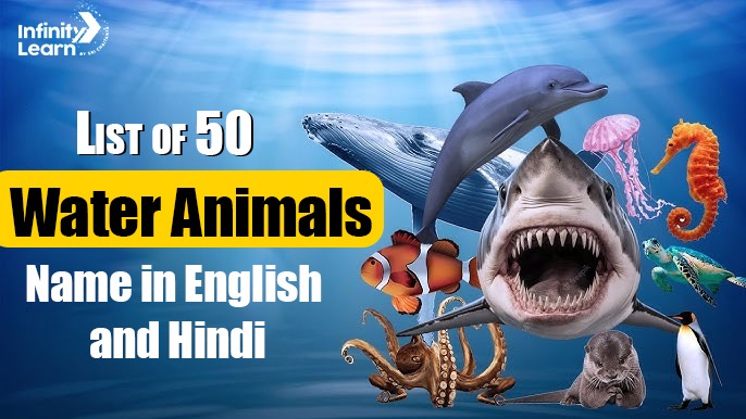 List of 50 Water Animals Name