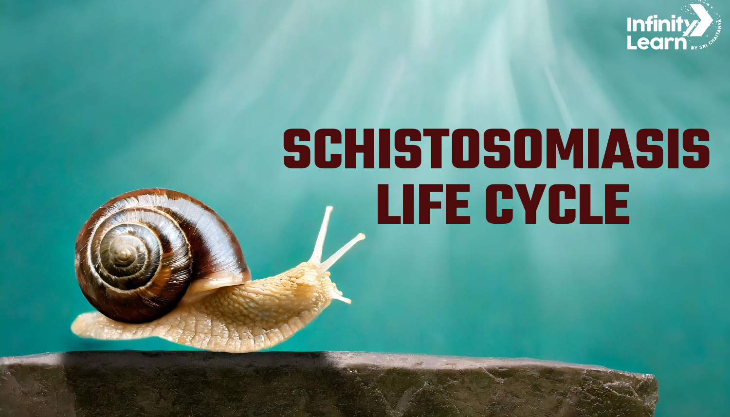 Schistosomiasis Life Cycle