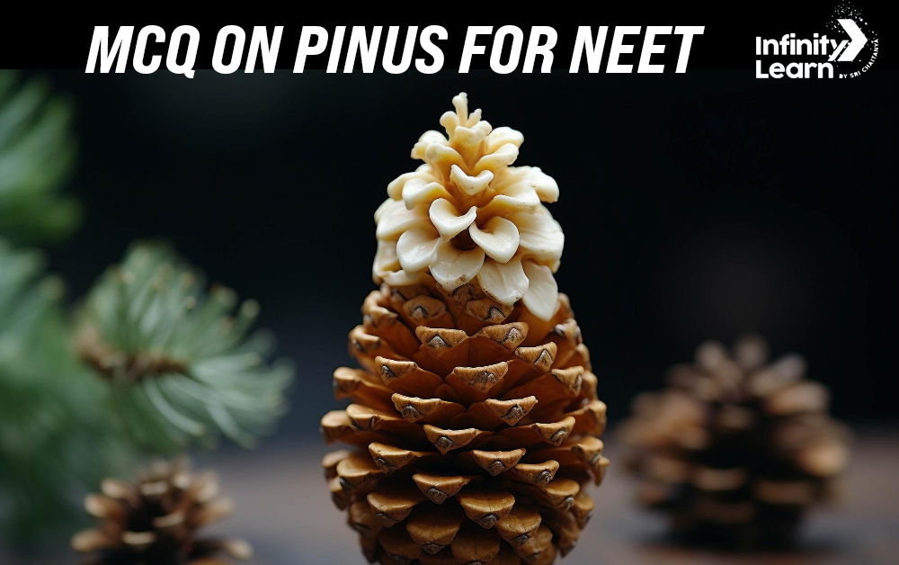 MCQ on Pinus for NEET