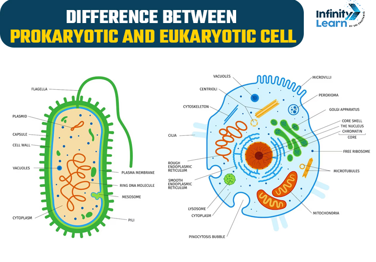 Difference Between Prokaryotic and Eukaryotic Cell