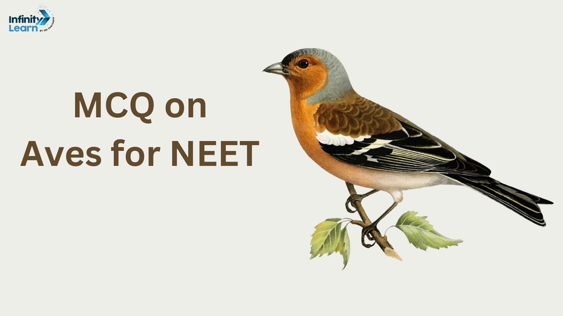 MCQ on Aves for NEET