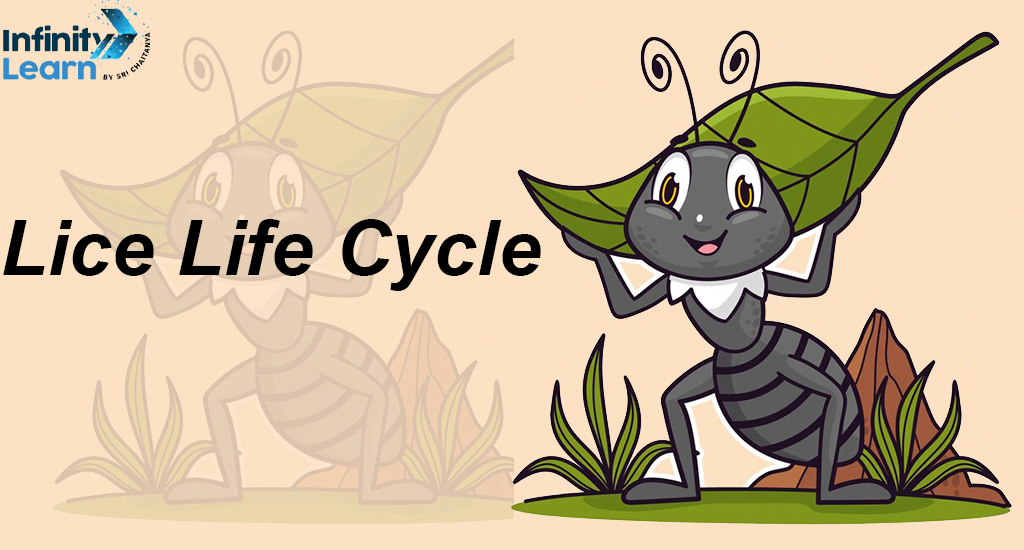 Lice Life Cycle
