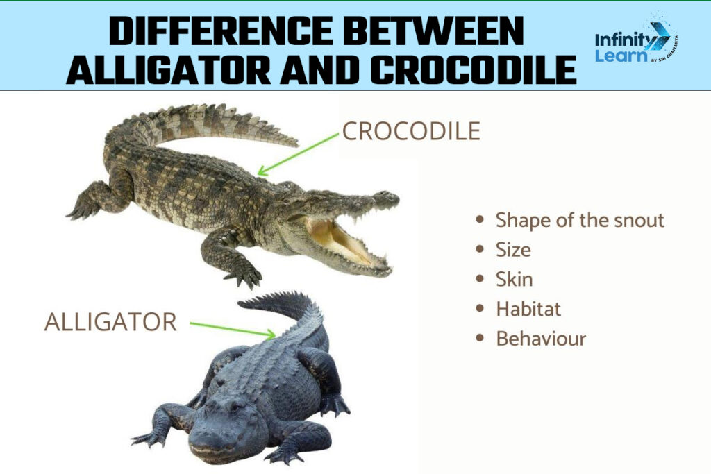 Difference Between Alligator And Crocodile Key Differences Explained 4659