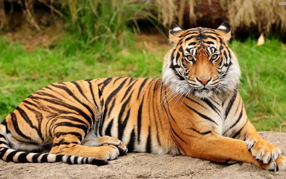 Royal Bengal Tiger Picture