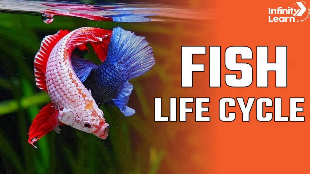Life Cycle Of Fish For Class 4 - Free Math Worksheet Printable