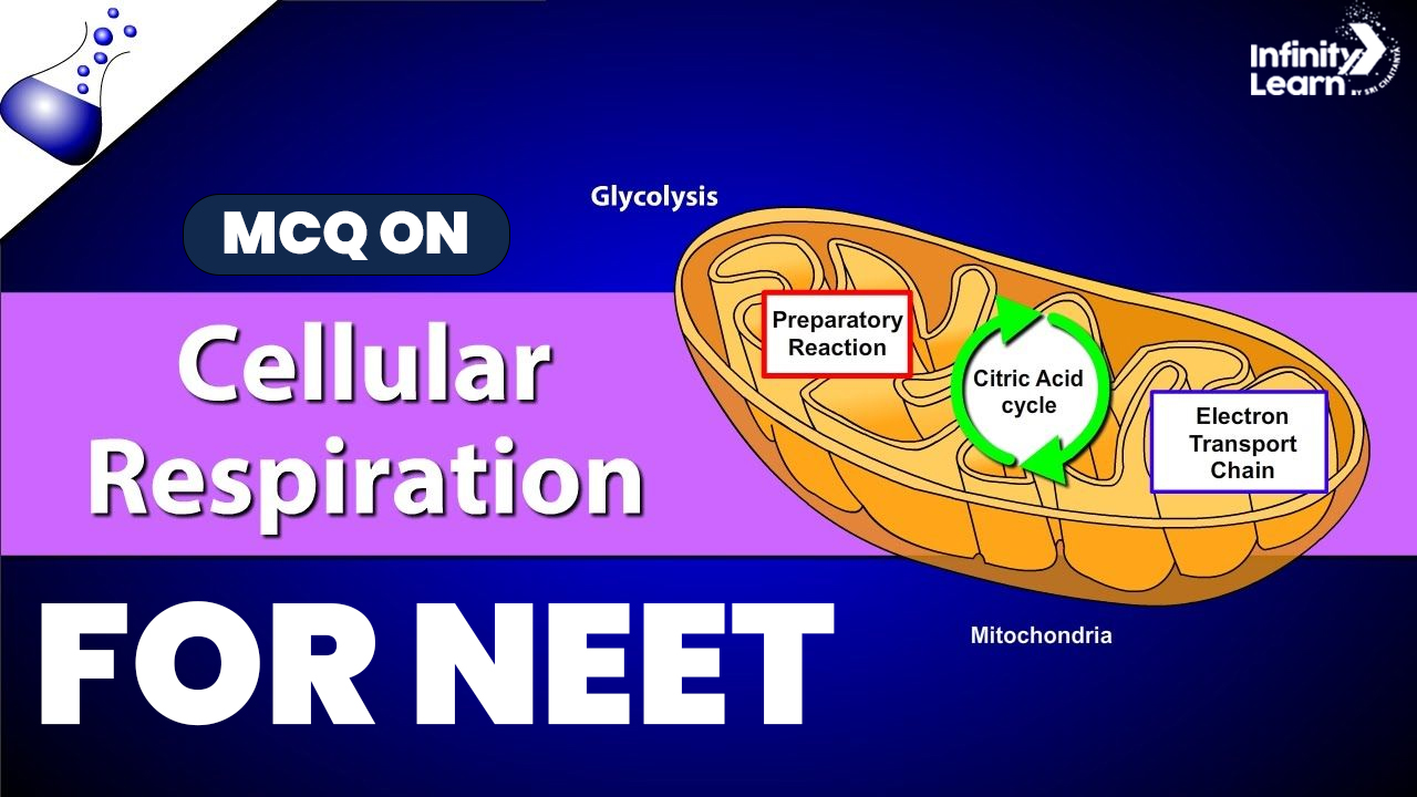 MCQ on Cellular Respiration for NEET