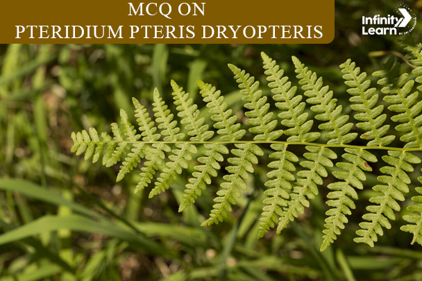 MCQ on Pteridium Pteris Dryopteris for NEET