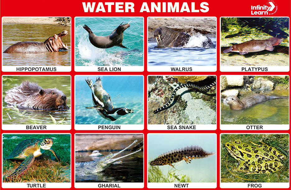 Water Animals Images with Names
