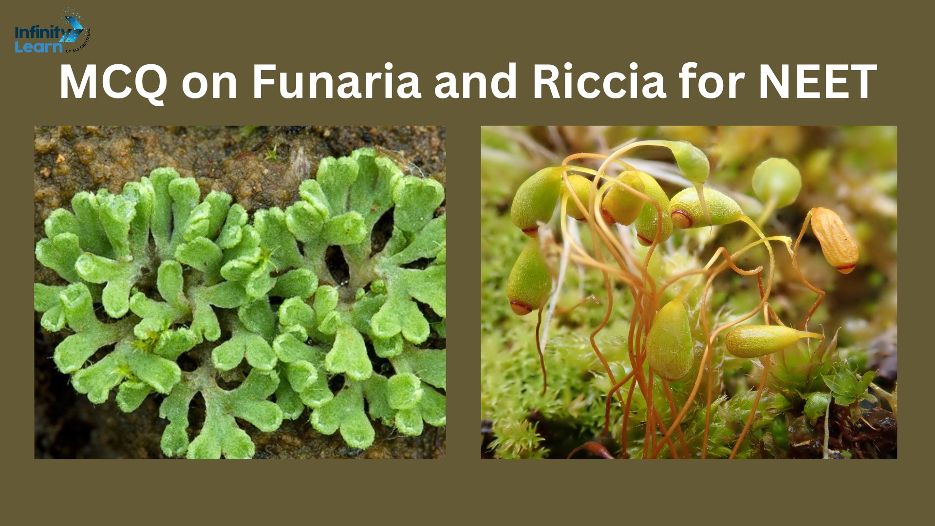 MCQ on Funaria and Riccia for NEET