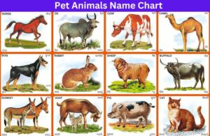 List of 100 Pet Animals Name in Hindi and English for Kids and UKG