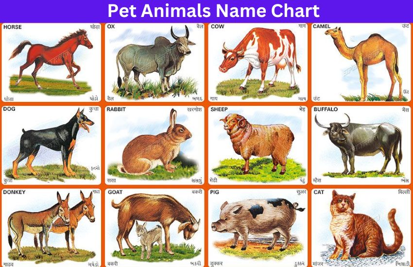 Pet Animals Name Chart
