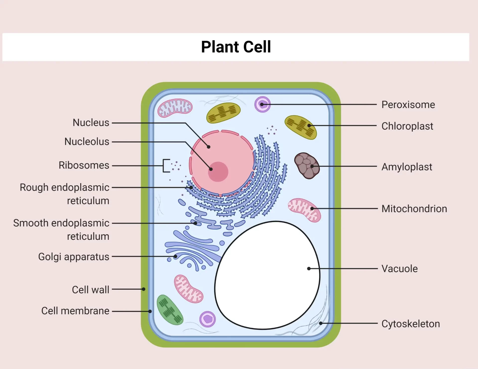 Plant Cell DIagram