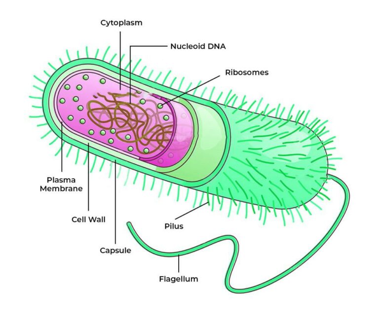 Difference Between Prokaryotic and Eukaryotic Cell - Know the Difference