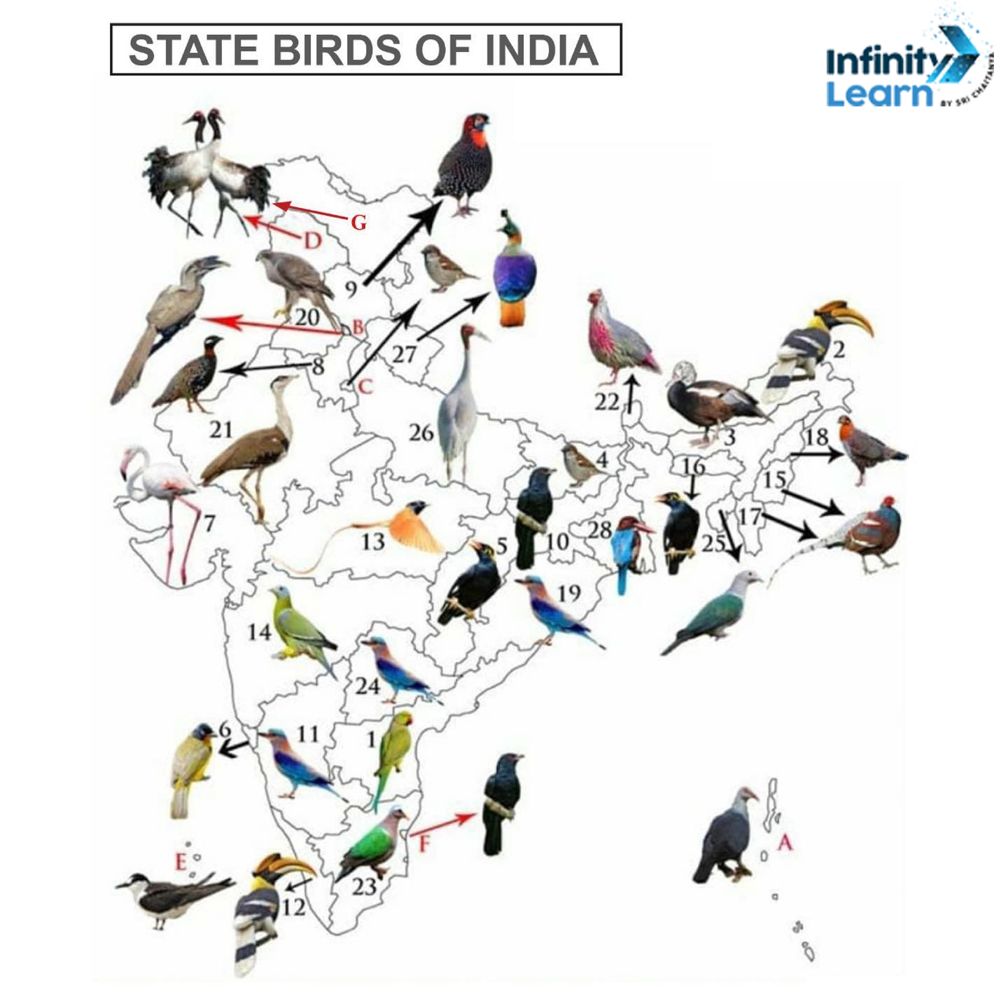 State Birds of India Map
