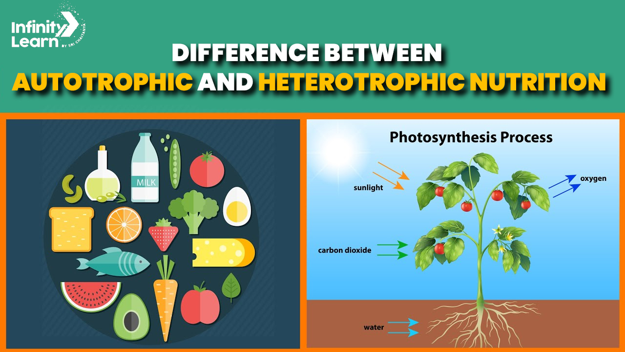 Differences Between Autotrophic and Heterotrophic Nutrition