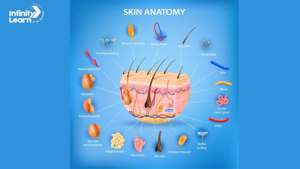 Skin | Definition, Functions, Layer and Structure