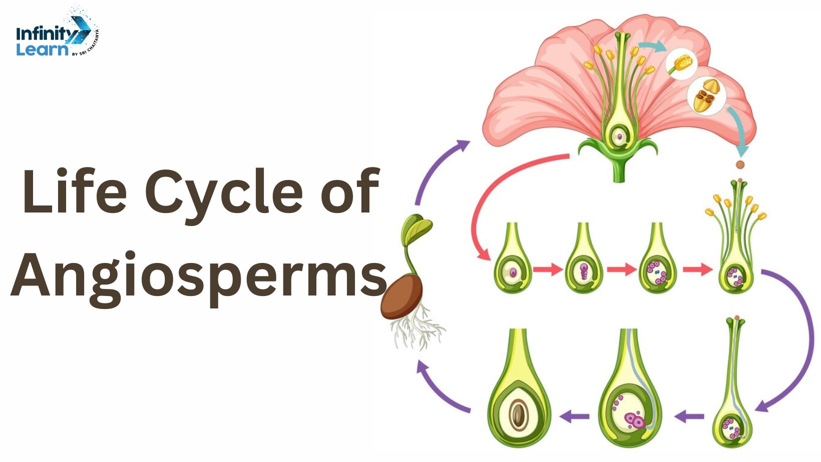 Life Cycle of Angiosperms