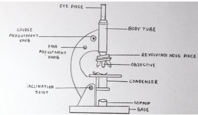 compound microscope diagram