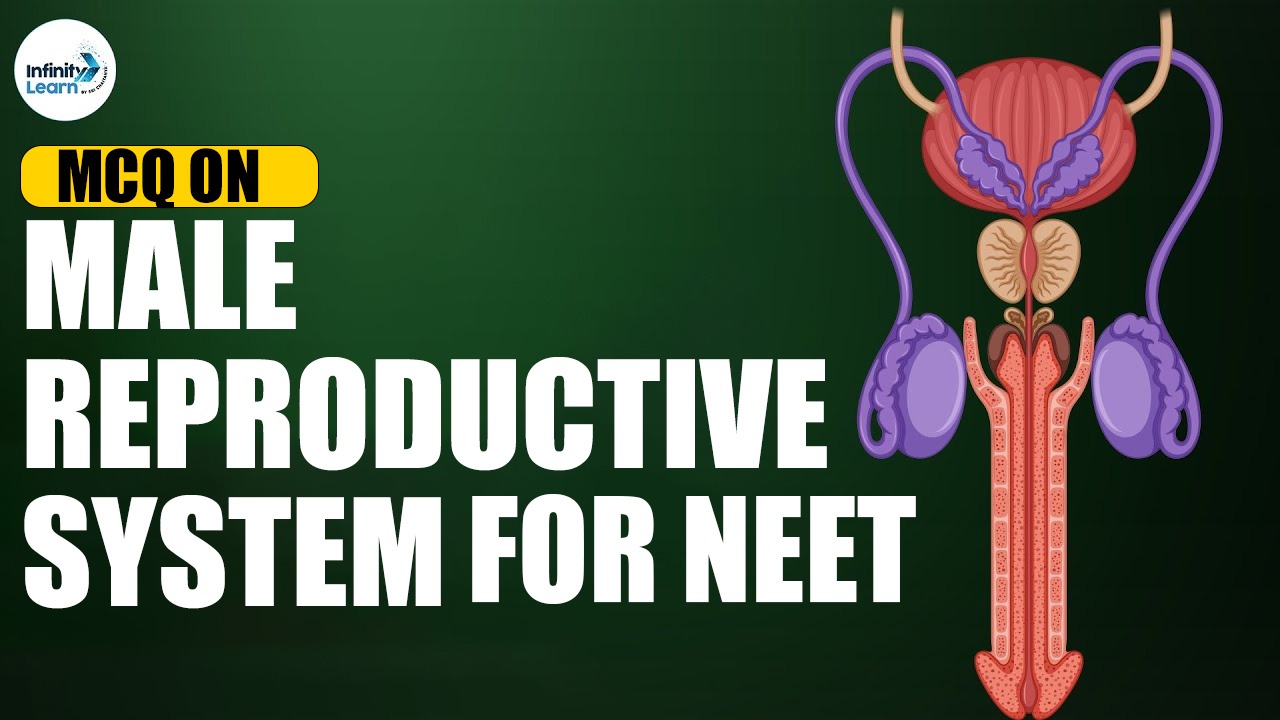 MCQ on Male Reproductive System for NEET 