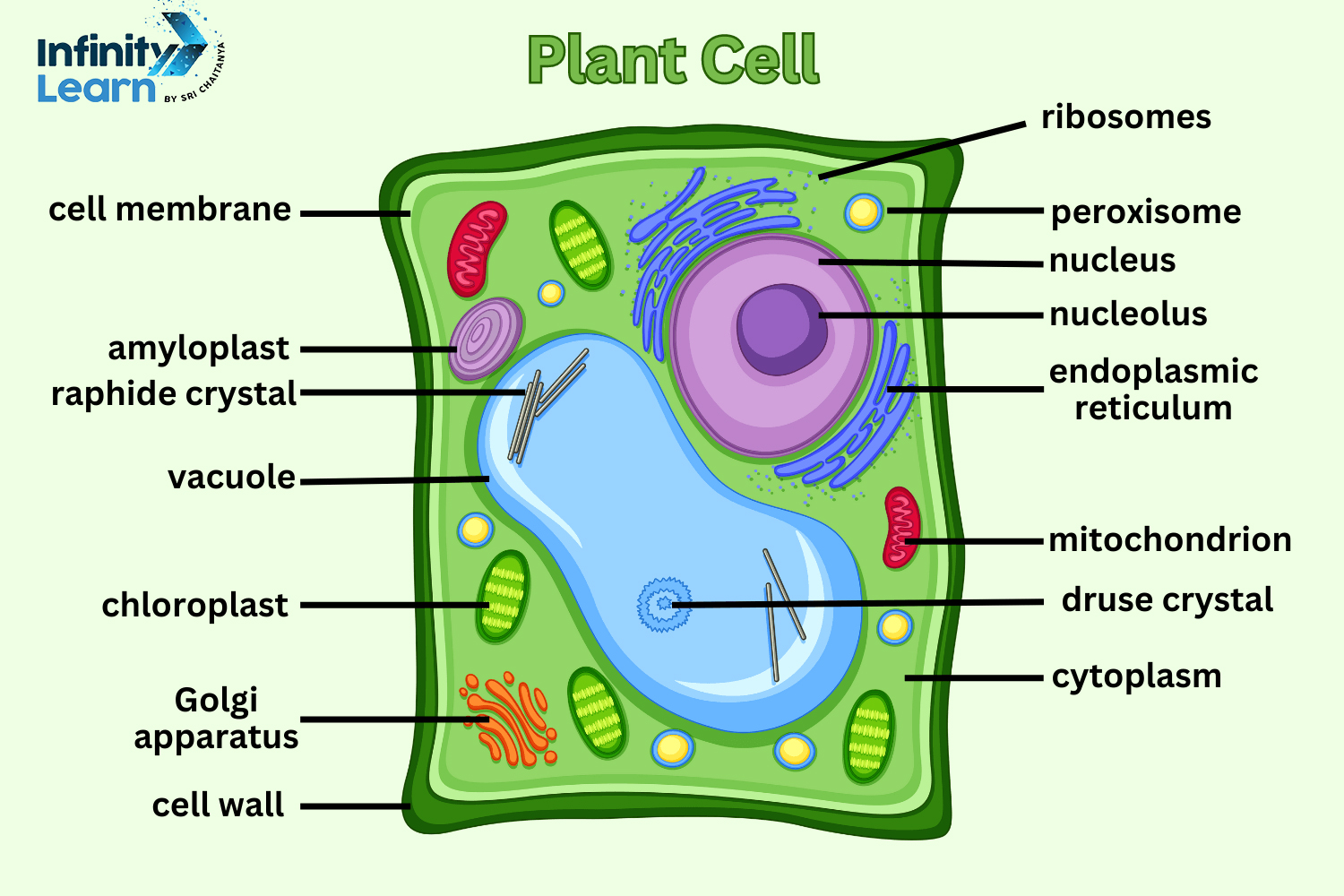 Plant Cell Diagram: Each and Every Components of Plat Cell Explained