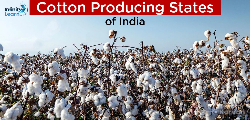Largest Cotton Producing State in India - List of Top 10 States