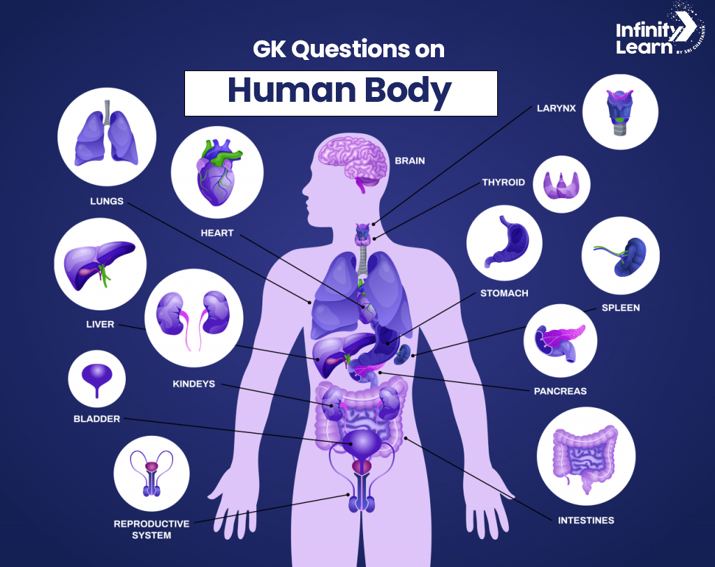 GK Questions on Human Body