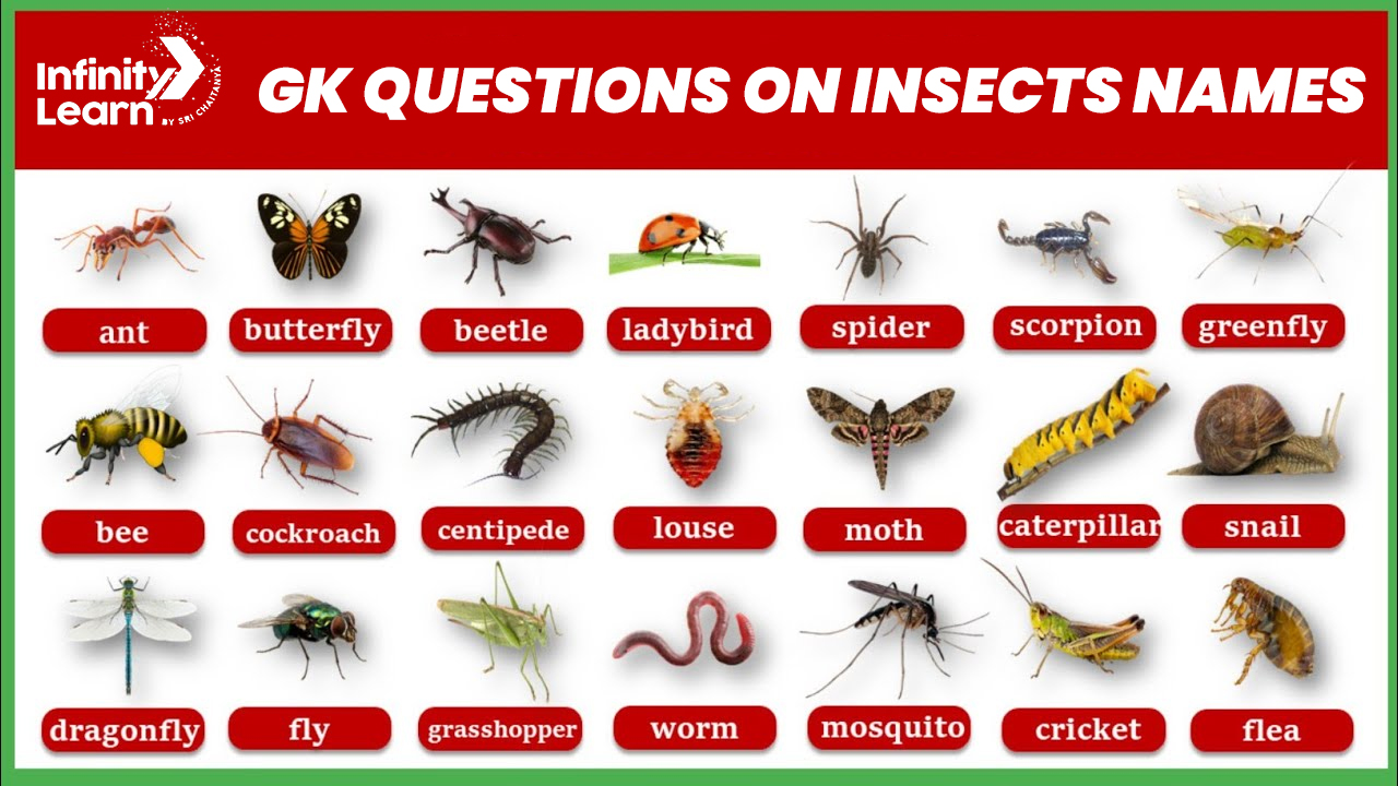 GK Questions on Insects Names