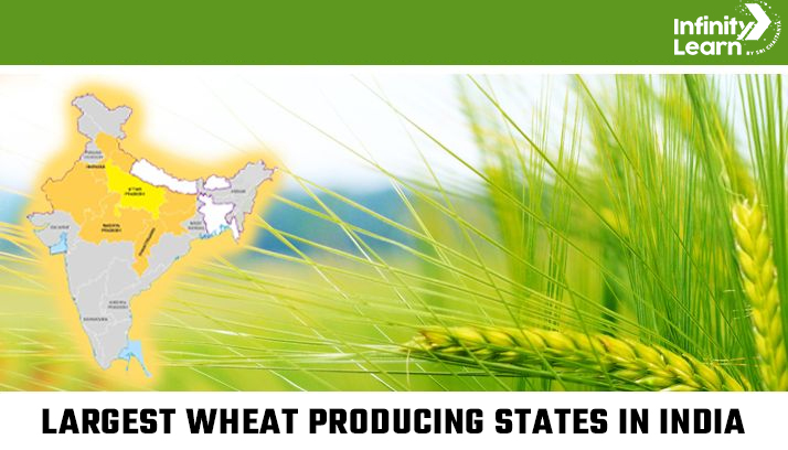 Largest Wheat Producing States in India
