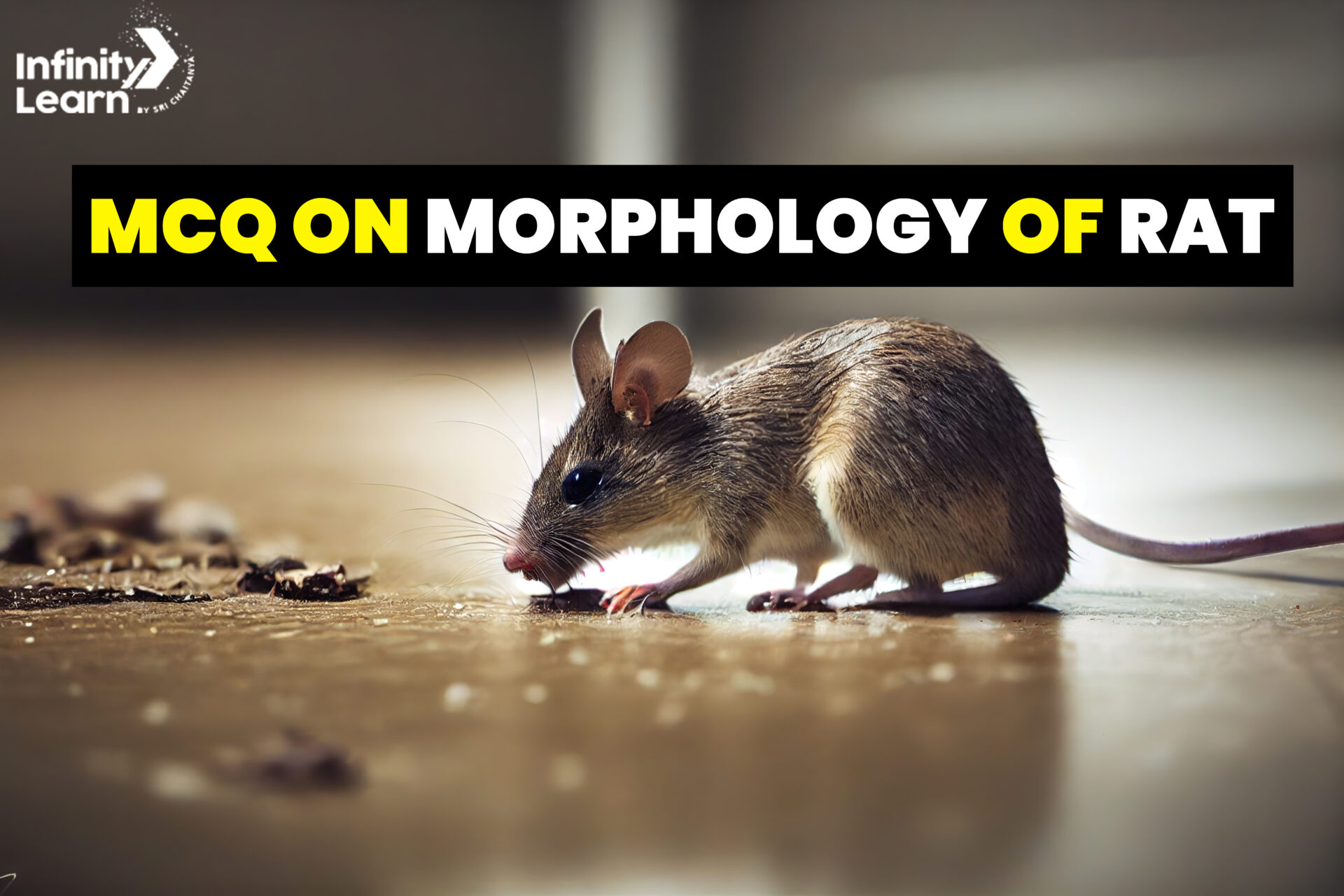 MCQ on Morphology of Rat for NEET