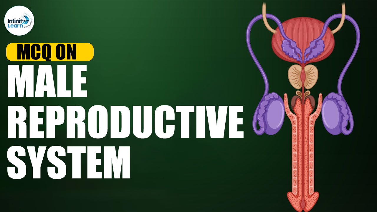MCQ on Male Reproductive System for NEET