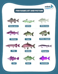 List of 100 Fish Names in English